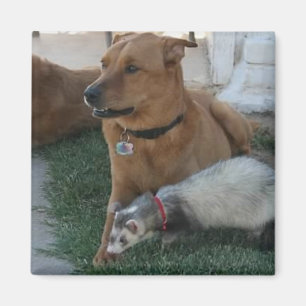 Aimant animal d'amis avec le furet et le chien !