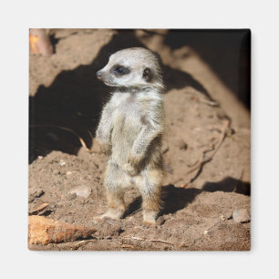 Aimant Animal doux mignon merveilleux de Meerkat