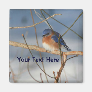 Aimant Animal personnalisé de Bluebird d'hiver