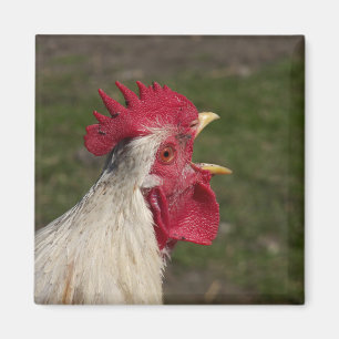 Aimant animal, poulet, ferme, mignonette, oiseau, bébé,