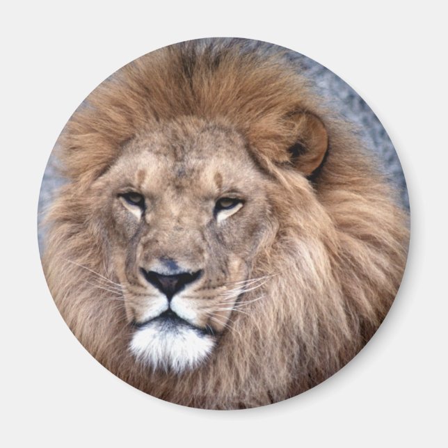 Aimant Animal Wild 1 (Devant)