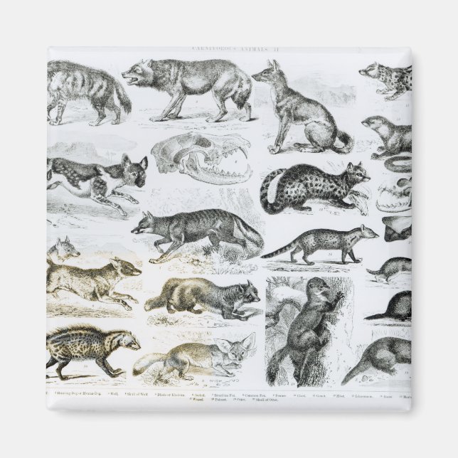 Aimant Animaux carnivores (Devant)