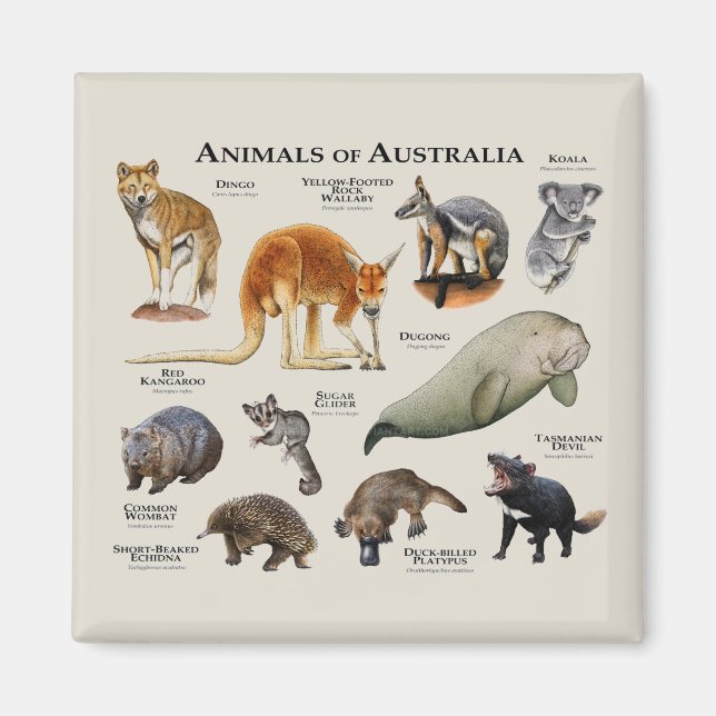 Aimant Animaux d'Australie (Devant)