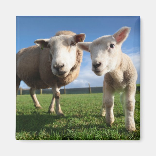 Aimant Animaux de bébés cutest | Agneau nouveau-né & mama (Devant)