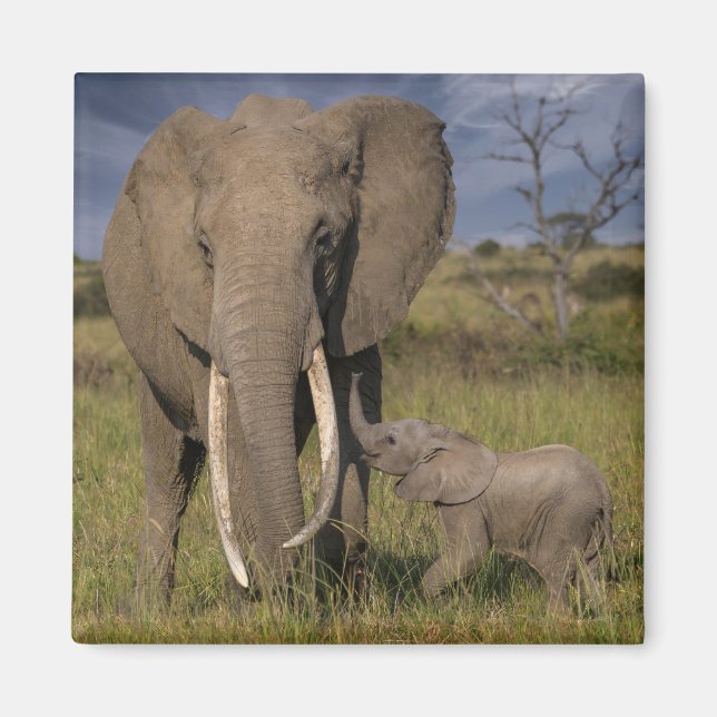 Aimant Animaux de bébés cutest | Amama Elephant Avec Bébé (Devant)