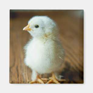 Aimant Animaux de bébés cutest   Baby Chick