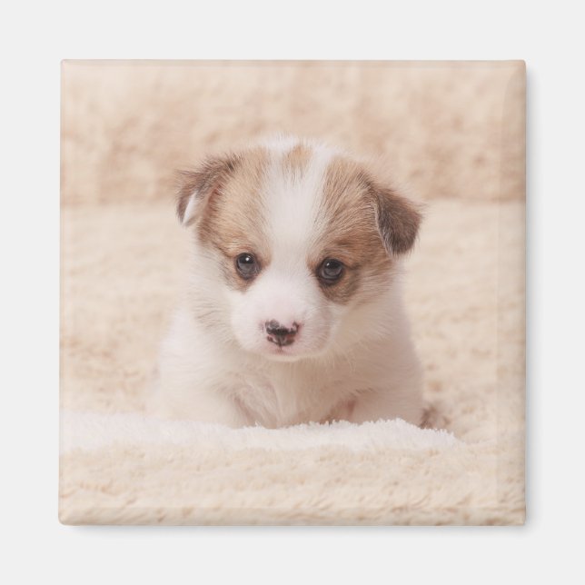 Aimant Animaux de bébés cutest | Baby Corgi (Devant)