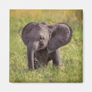 Aimant Animaux de bébés cutest Baby Elephant Kenya Afri
