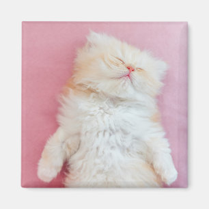 Aimant Animaux de bébés cutest Belle Chaton Dormir