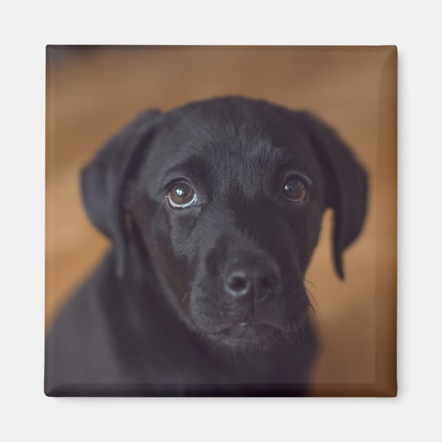 Aimant Animaux de bébés cutest | Black Labrador Puppy (Devant)