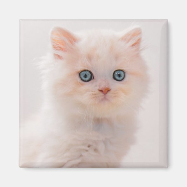 Aimant Animaux de bébés cutest | Blue Eye Kitten (Devant)