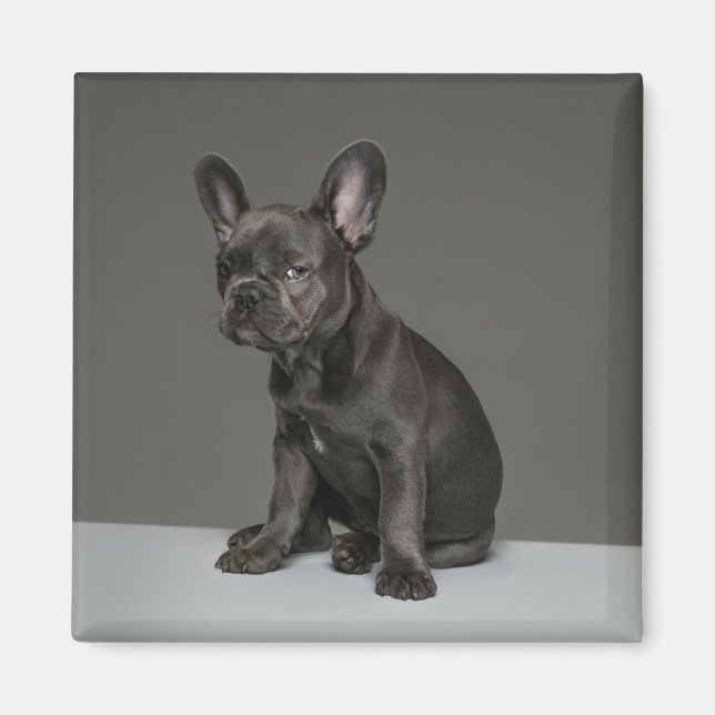 Aimant Animaux de bébés cutest | Blue French Bulldog Pupp (Devant)