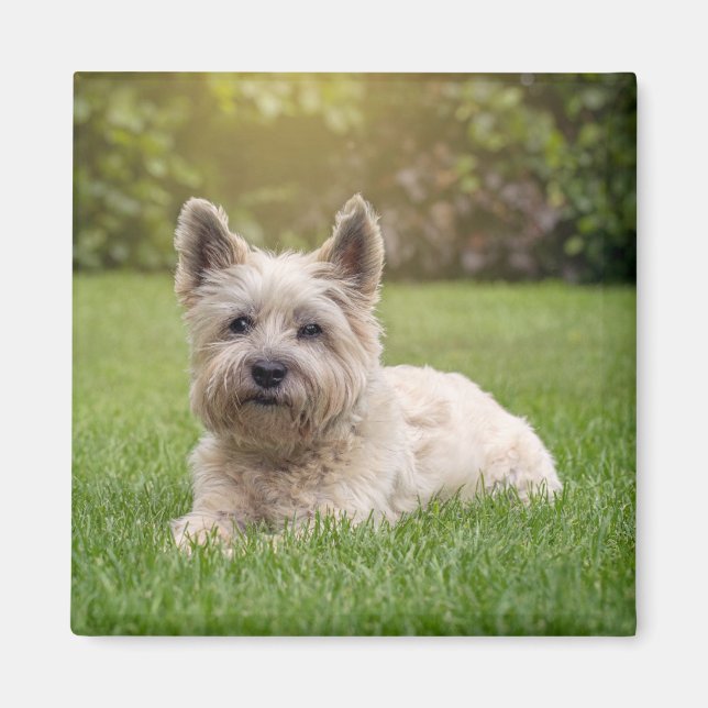 Aimant Animaux de bébés cutest | Cairn Terrier Dog (Devant)