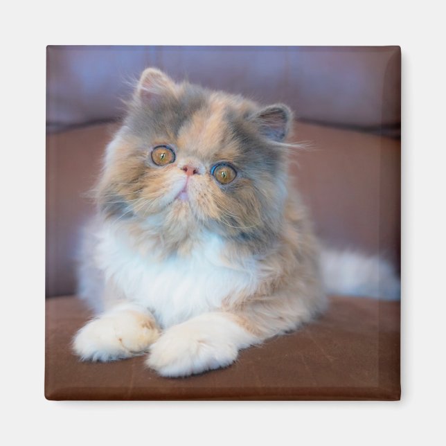 Aimant Animaux de bébés cutest | Calico Persian Kitten (Devant)
