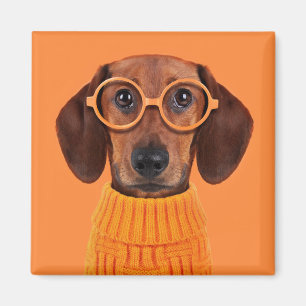 Aimant Animaux de bébés cutest   Chandail orange Dachshun
