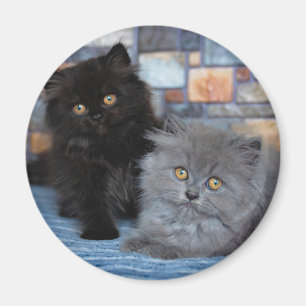 Aimant Animaux de bébés cutest   Chatons persans sur couv