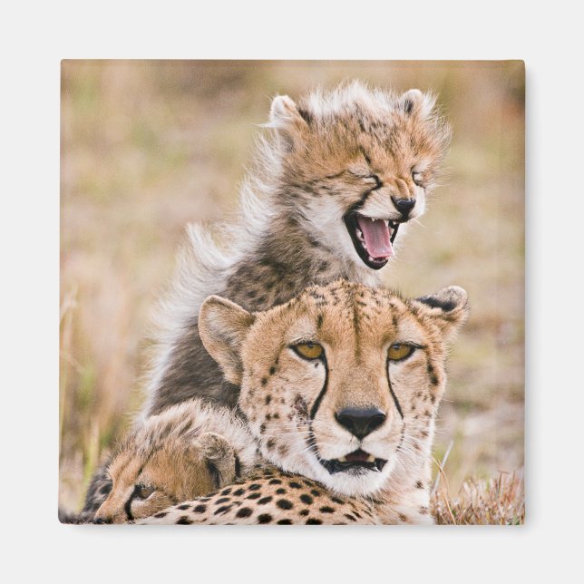 Aimant Animaux de bébés cutest | Cheetah Cat & Cub (Devant)