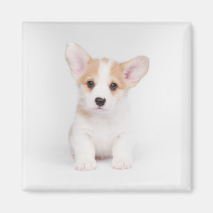 Aimant Animaux de bébés cutest Chiot de Corgi blanc