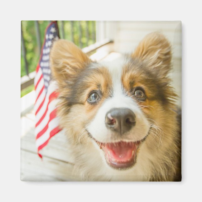 Aimant Animaux de bébés cutest | Chiot de Corgi Patriotiq (Devant)