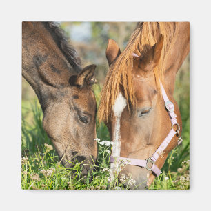 Aimant Animaux de bébés cutest Colt à cheval