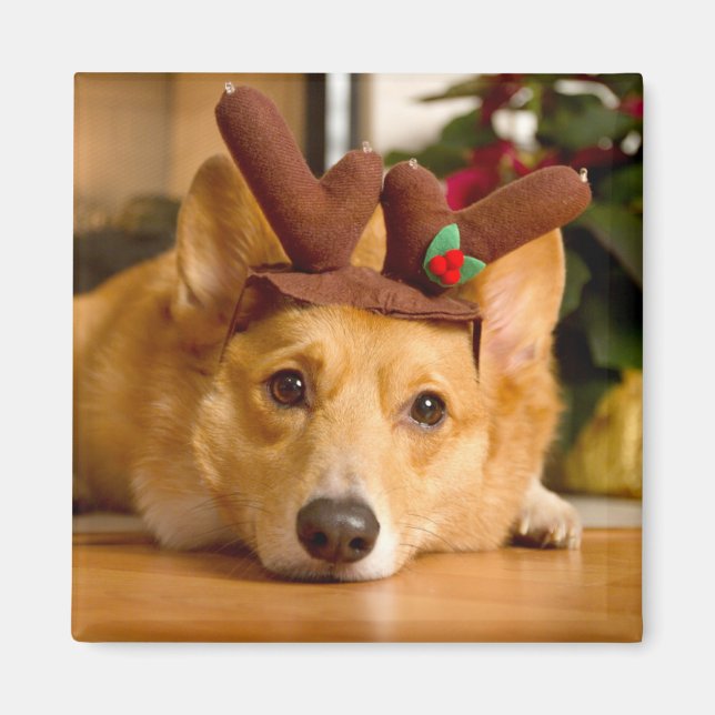 Aimant Animaux de bébés cutest | Corgi Christmas Reindeer (Devant)