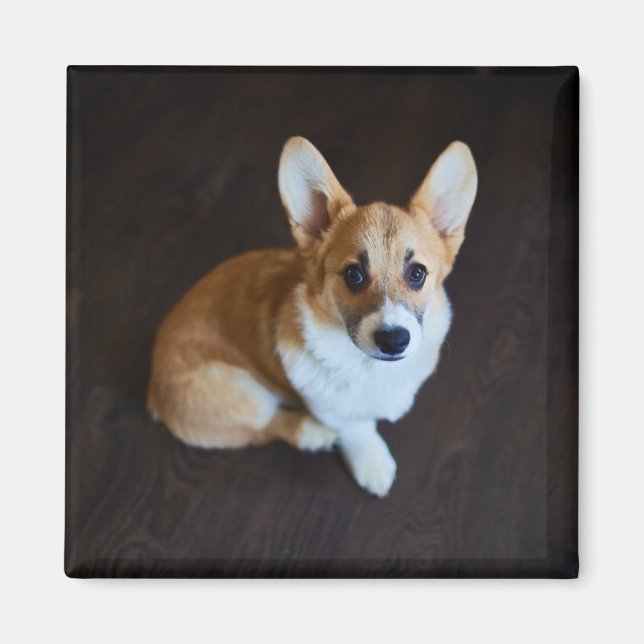 Aimant Animaux de bébés cutest | Corgi levant les yeux (Devant)
