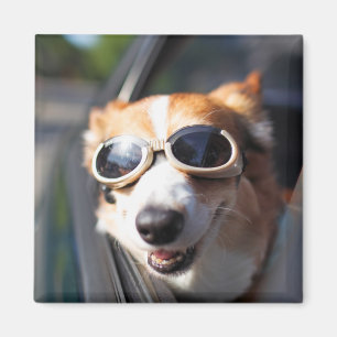 Aimant Animaux de bébés cutest   Corgi lunettes dans la v