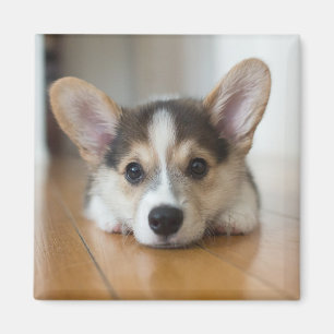 Aimant Animaux de bébés cutest   Corgi Puppy