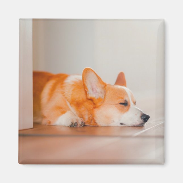 Aimant Animaux de bébés cutest | Corgi Sleeping (Devant)