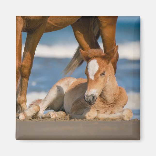 Aimant Animaux de bébés cutest | Corolla nouvellement née (Devant)