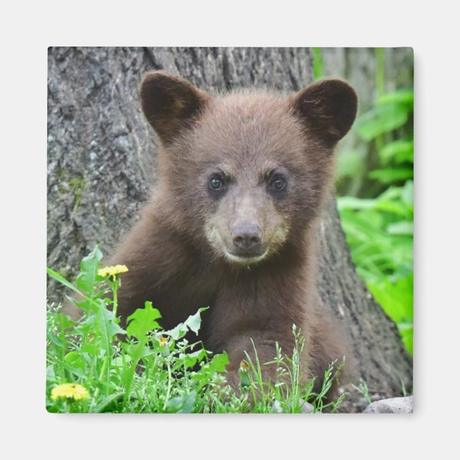 Aimant Animaux de bébés cutest | Cube d'ours Brown (Devant)