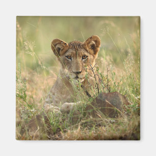 Aimant Animaux de bébés cutest Cute Baby Lion Cub