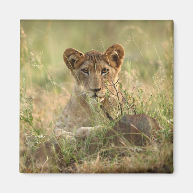 Aimant Animaux de bébés cutest | Cute Baby Lion Cub (Devant)