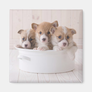 Aimant Animaux de bébés cutest   Cute Corgi Chipies dans