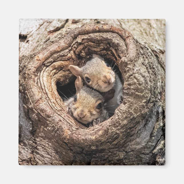 Aimant Animaux de bébés cutest | Deux jeunes écureuils (Devant)