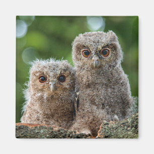 Aimant Animaux de bébés cutest Deux jeunes hiboux