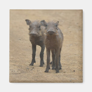 Aimant Animaux de bébés cutest Deux jeunes phacochères