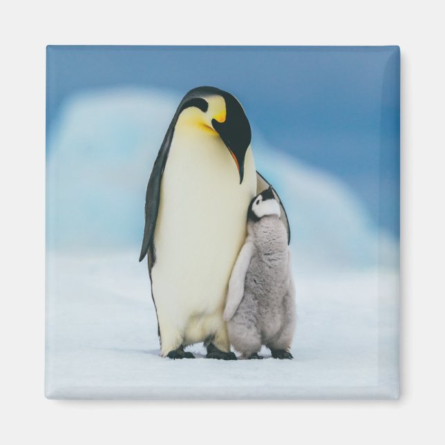 Aimant Animaux de bébés cutest | Empereur Penguin Chick (Devant)