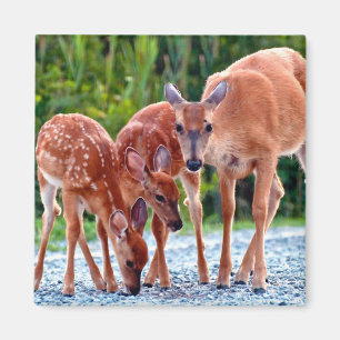 Aimant Animaux de bébés cutest Fawn with Babies