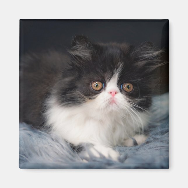 Aimant Animaux de bébés cutest | Fluffy B&W Kitten (Devant)