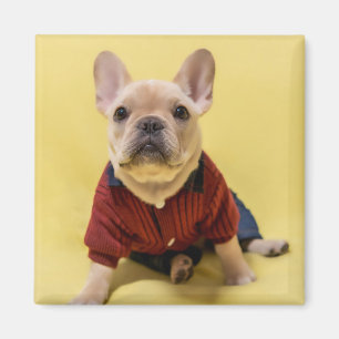 Aimant Animaux de bébés cutest   French Bulldog habillé