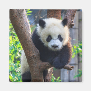 Aimant Animaux de bébés cutest Géant Panda Cub