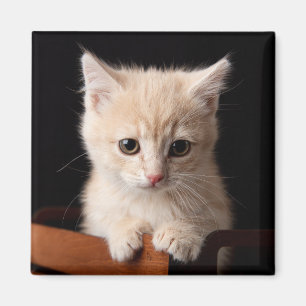 Aimant Animaux de bébés cutest Ginger Kitten