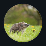 Aimant Animaux de bébés cutest | Hérisson européen<br><div class="desc">Cette photo de Getty Cutest Baby Animals présente un Hérisson européen dans le pré avec une fleur de pissenlit dans le jardin.</div>