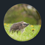 Aimant Animaux de bébés cutest | Hérisson européen<br><div class="desc">Cette photo de Getty Cutest Baby Animals présente un Hérisson européen dans le pré avec une fleur de pissenlit dans le jardin.</div>