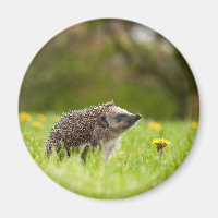 Animaux de bébés cutest | Hérisson européen