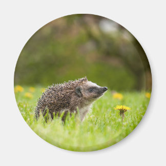 Aimant Animaux de bébés cutest | Hérisson européen