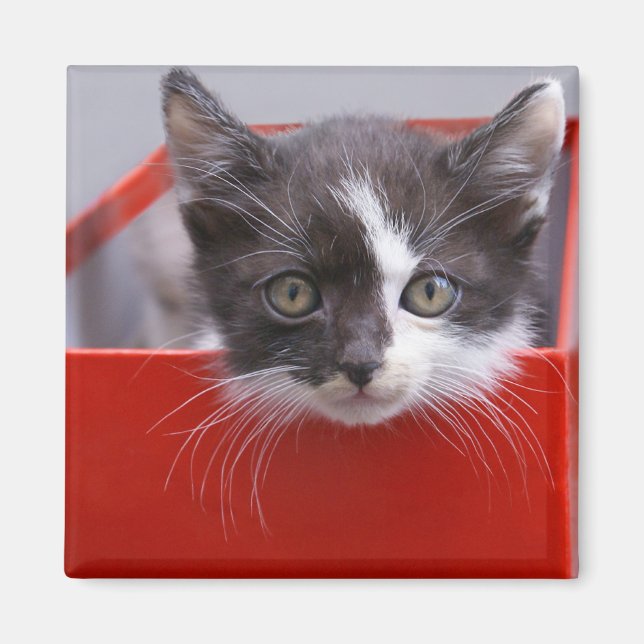 Aimant Animaux de bébés cutest | Kitten noir et blanc (Devant)