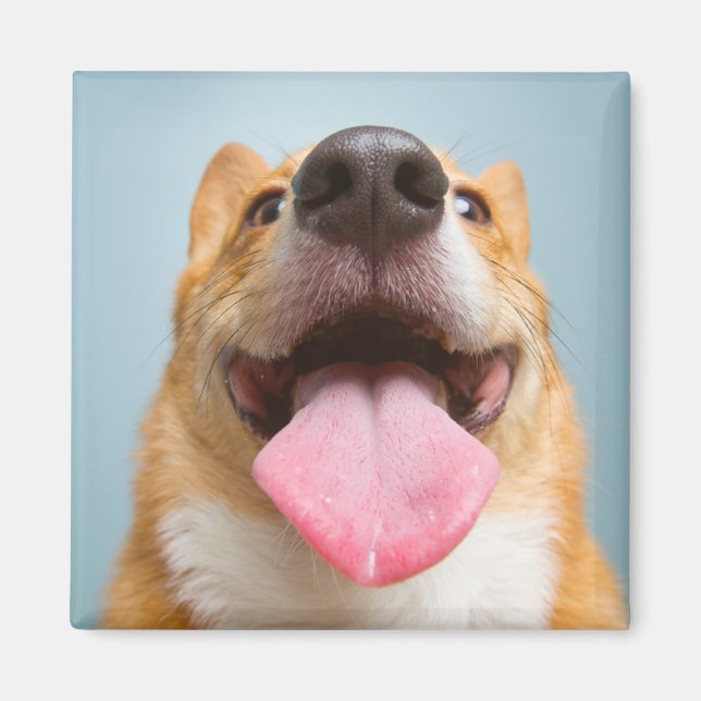 Aimant Animaux de bébés cutest | Langue de Corgi (Devant)