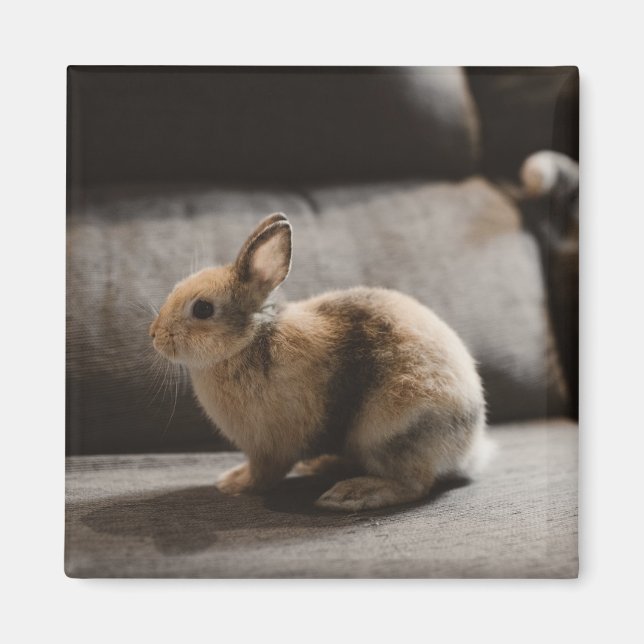 Aimant Animaux de bébés cutest | Lapin nain de Pays-Bas (Devant)